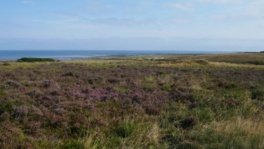 Blick über die Braderuper Heide mit Wattenmeer im Hintergrund.