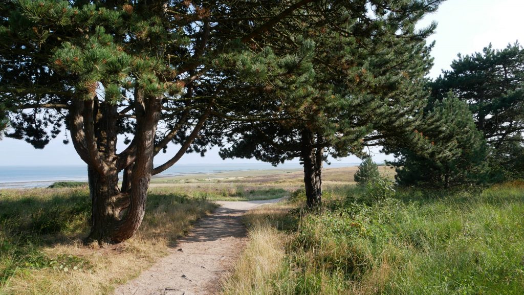 Braderuper Heide - Blick durch zwei Bäume